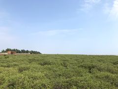 -北海金海湾红树林生态旅游区