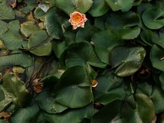 -素心斋素食餐厅