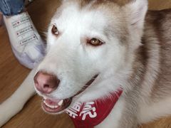 -Husky Go! 哈士奇体验馆·宠物咖啡厅狗咖