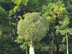 -东莞植物园