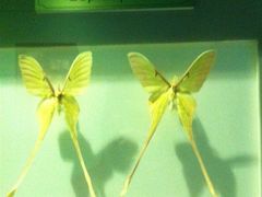 上海昆虫博物馆-上海昆虫博物馆