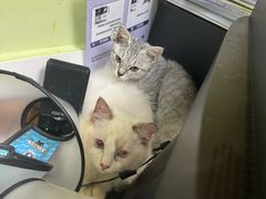 -瑞鹏宠物医院·夜间急症·心超·猫科(祖庙分店)