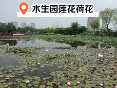 -天津水上公园