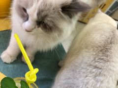 -鼓捣猫呢主题猫咖店