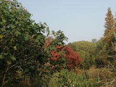 -昆山城市生态森林公园