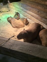 -Zoolung Zoolung动物主题公园(海信广场店)