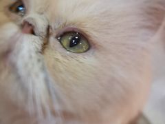 -猫色咖啡·猫咖