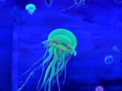 -芜湖新华联大白鲸海洋公园