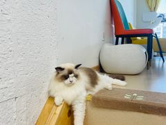 -猫在这儿猫咪咖啡馆·撸猫馆