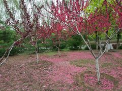 -永定河休闲森林公园
