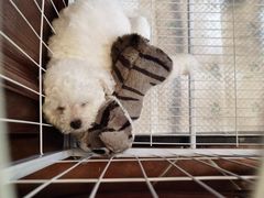 -翊宠yipet猫狗购宠庄园犬舍•猫舍