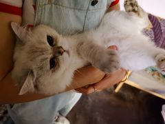 -喵屿·大理花园猫咖