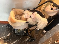 -西安浐灞艾美酒店·汉江餐厅·火锅