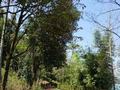 -广州市流溪河国家森林公园