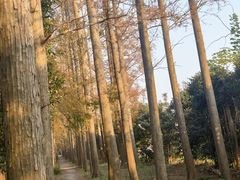 -上海长兴岛郊野公园