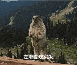 网红表情包!我在动物园找到啦!