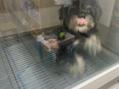 -唐小姐の私宠·宠物洗护美容·撸猫馆·购宠(周浦万达旗舰店)