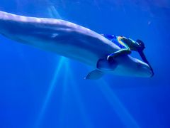 -芜湖新华联大白鲸海洋公园