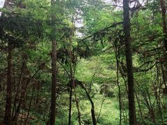 -五营红松林海景区