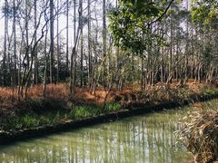 -上海长兴岛郊野公园