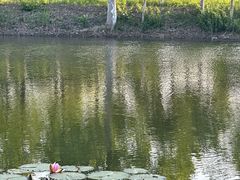 -泗洪洪泽湖湿地景区