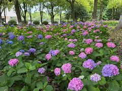 -上海鲜花港