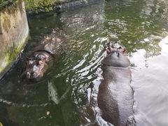 -成都动物园