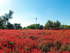 -羊亭河湿地公园