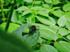 -潜山国家森林公园