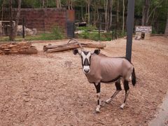 -清迈夜间动物园