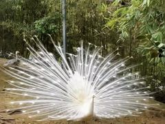 -泉州海丝野生动物世界