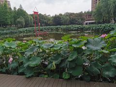-陈家山荷花公园
