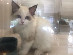 -飞行喵MR PILOT|猫舍·猫咖(静安大融城店)