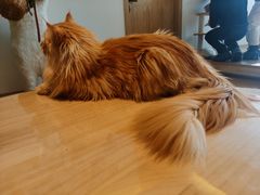 -猫腻·猫咖·撸猫馆(星光大道店)