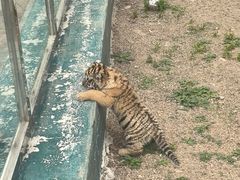 -横道河子东北虎林园