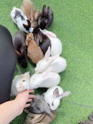 -萌宠亲子动物乐园(槐房万达店)