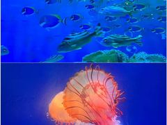 -海合安成都极地海洋公园