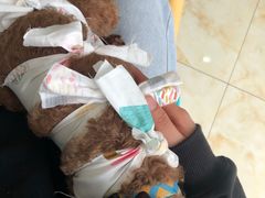 -心语宠物医院·急重症转诊中心·瑞辰华诺(南青路店)