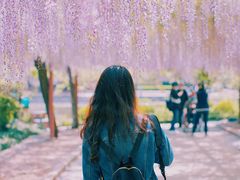 -嘉定紫藤园