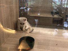 -飞行喵MR PILOT|猫舍·猫咖(静安大融城店)