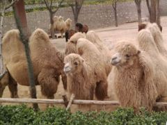 -石家庄市动物园