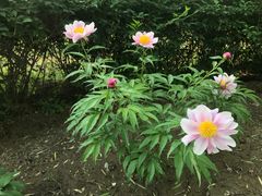 -东升八家郊野公园