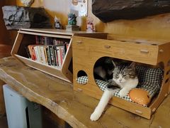 -猫猫幼稚园·撸猫·桌游·电玩