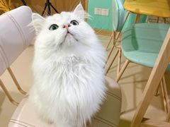 -猫在这儿猫咪咖啡馆·撸猫馆