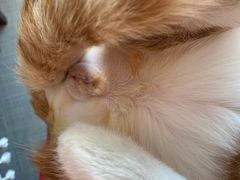-伟伟宠物医院·CT影像中心·瑞派犬猫综合性门诊(汉口总院)