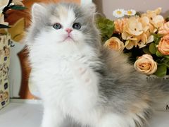-小猫来了·猫舍(红山六九七九店)