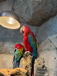 -Zoolung Zoolung动物主题公园(海信广场店)