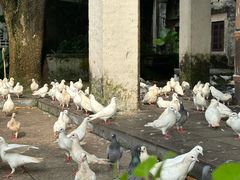 -赤坎·广东华侨国际旅游度假区