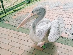 -吉隆坡雀鸟公园