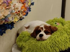 -有喵·猫咖·狗咖·30几只猫10只小狗(岗厦店)